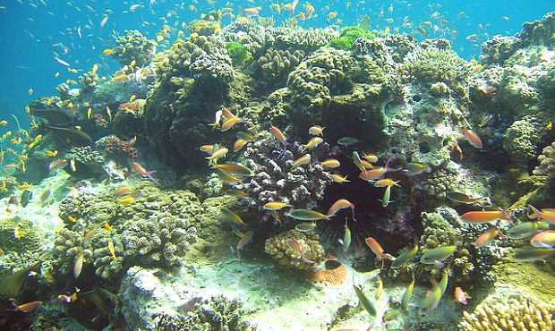 Zanzibar marine parks