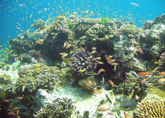 Zanzibar marine parks